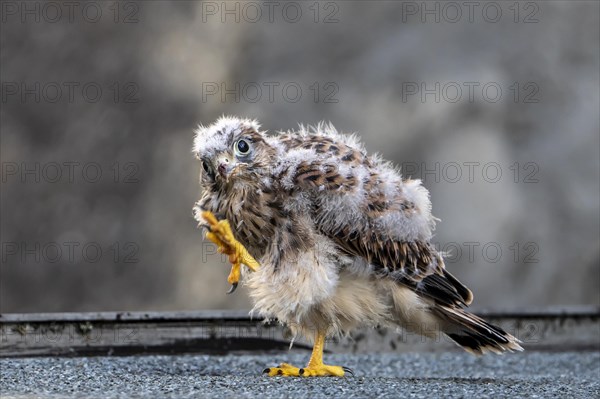 Common Common Kestrel (Falco tinnunculus)