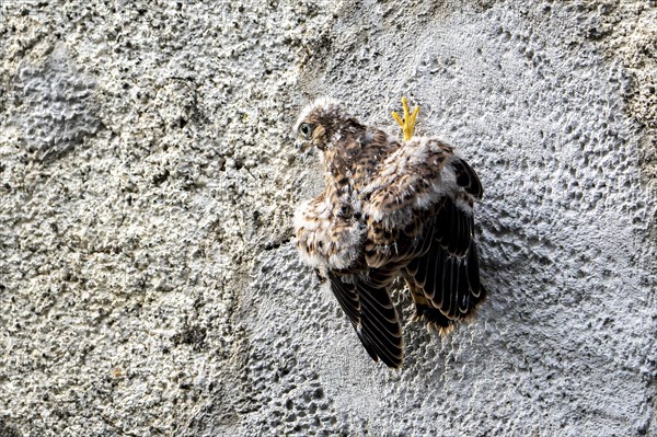 Common Common Kestrel (Falco tinnunculus)