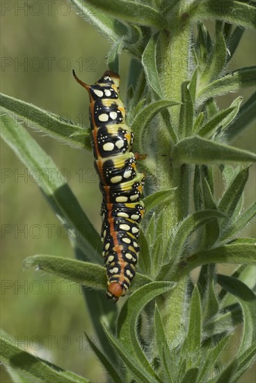 Spurge hawk moth (Celerio euphorbiae) foraging on host plant