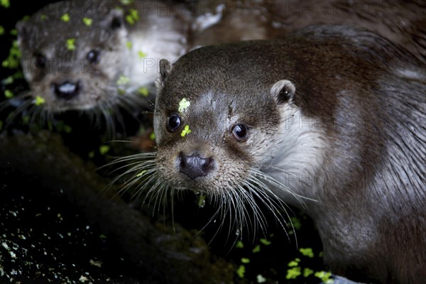 Otter