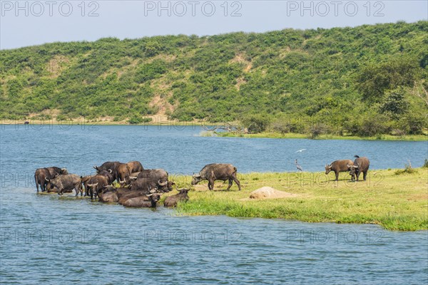 African buffalos (Syncerus caffer) or Cape buffalo