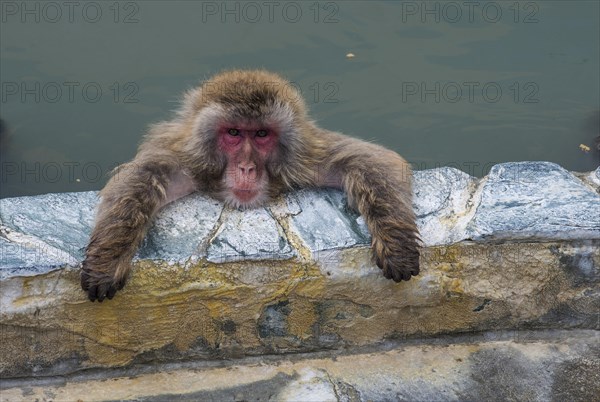 Hot-Tubbing Monkeys