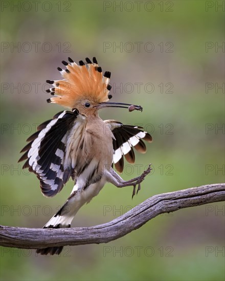 Hoopoe (Upupa epops) landing with spider as prey