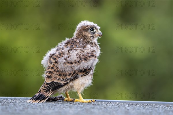 Common Common Kestrel (Falco tinnunculus)