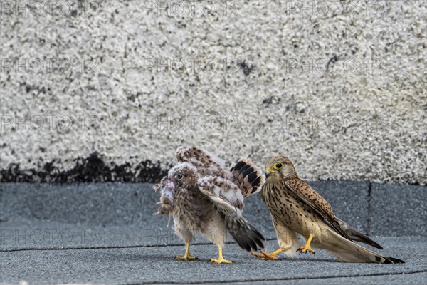 Common Common Kestrel (Falco tinnunculus)