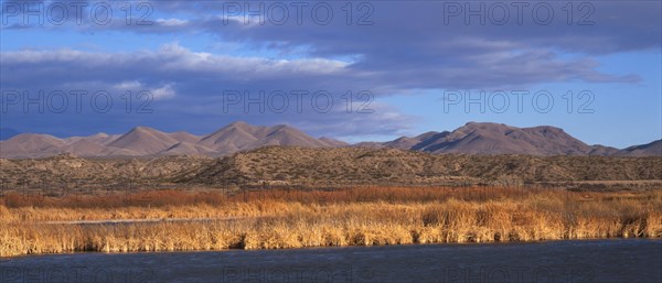 Wintering area of snow geese Bosque del Apache Nature Reserve