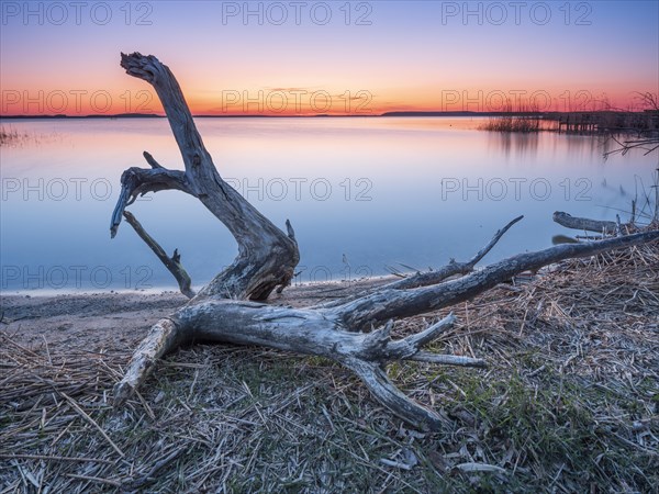 Bathing place with driftwood at the Peenestrom at sunset