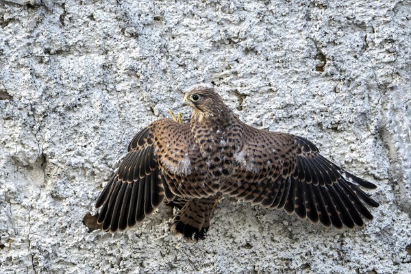 Common Common Kestrel (Falco tinnunculus)