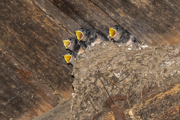 Barn swallow (Hirundo rustica)