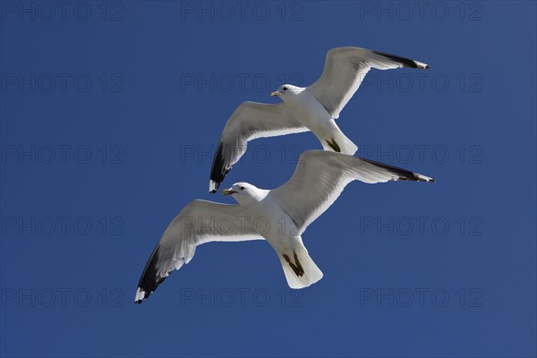 Two Gulls (Larus canus) flying synchronously with a recognisable hand-wing pattern