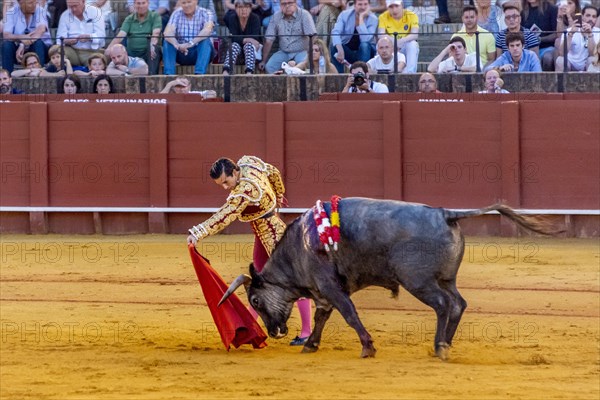 Matador with muleta with running bull