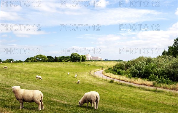 Sheep at the Elbe dike of Brokdorf