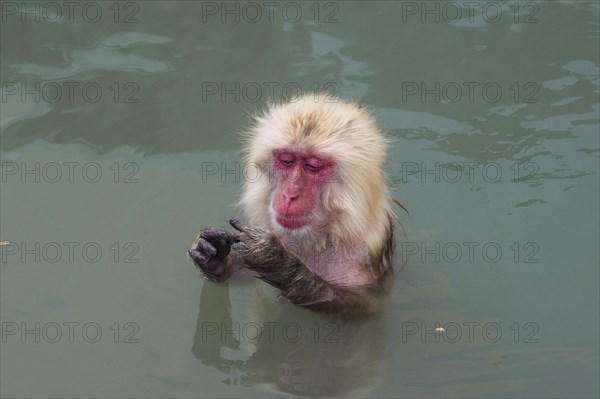 Hot-Tubbing Monkeys