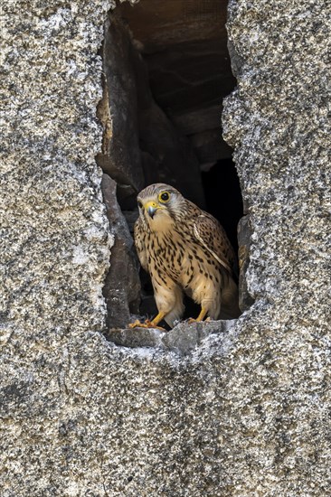 Common kestrel (Falco tinnunculus)