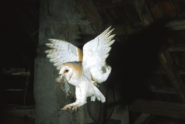 Common barn owl (Tyto alba) flies with mouse to breeding site