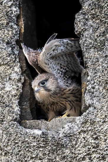 Common Common Kestrel (Falco tinnunculus)