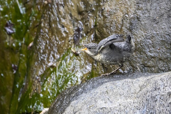 White-throated Dipper (Cinclus cinclus)