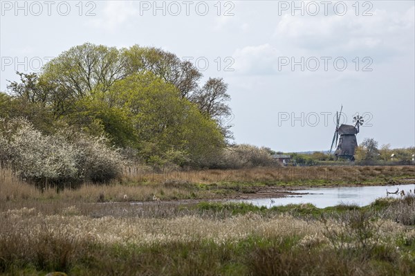 Windmill Charlotte