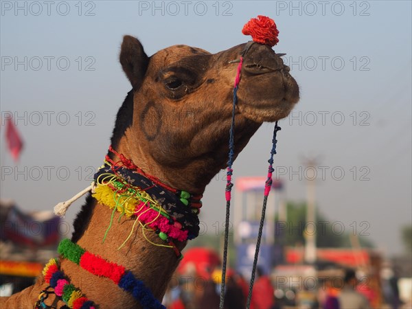 Dromedary (Camelus dromedarius)