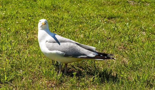 Lesser black-backed gull (Larus fuscus) in Greetsiel