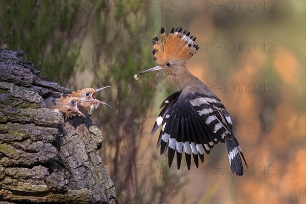 Hoopoe (Upupa epops) Old bird feeding young birds at the breeding hole