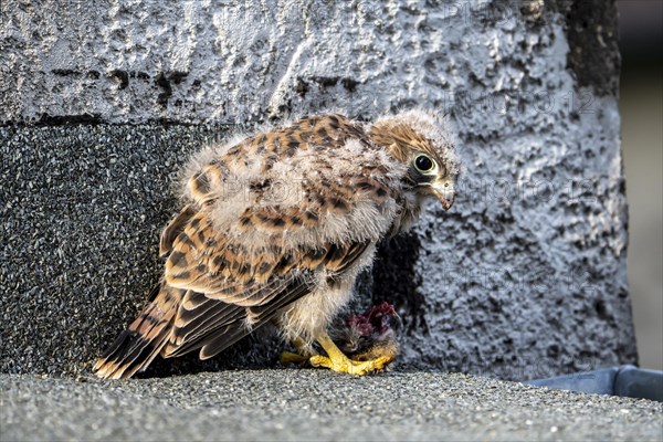 Common Common Kestrel (Falco tinnunculus)