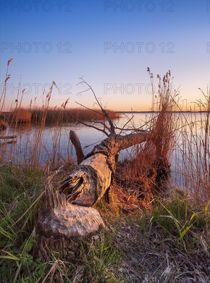 Tree felled by beaver on the Peene River