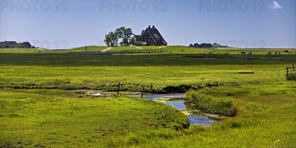 The Kirchwarft with marshland and drainage ditches