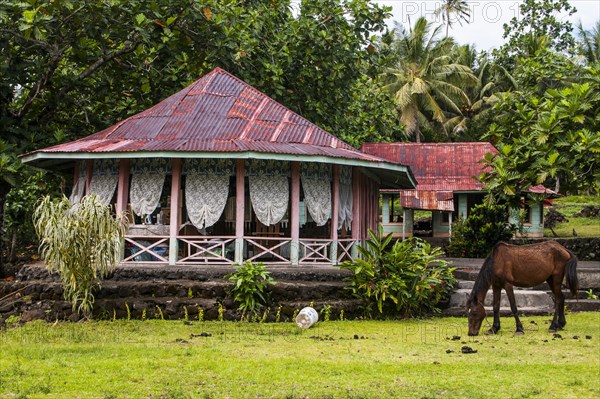 Horse grasing before a traditional Samoan house