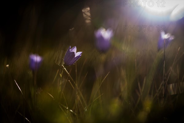 Harebells (Campanula rotundifolia)