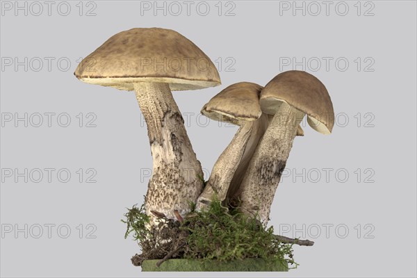 Leccinum griseum (Leccinellum carpini)