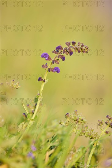 Meadow clary (Salvia pratensis) blooming in a meadow