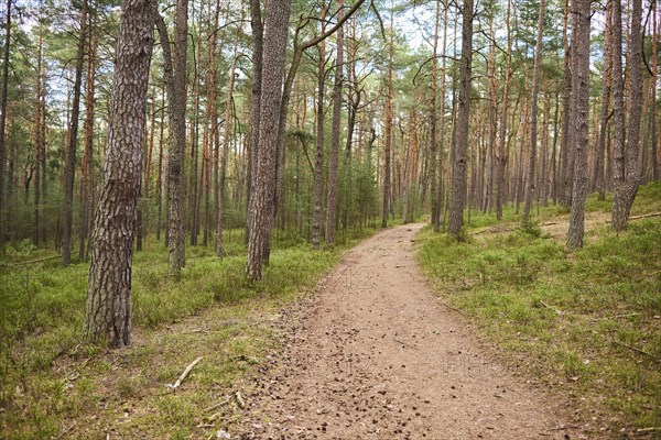 Trail going throug European red pine (Pinus sylvestris)