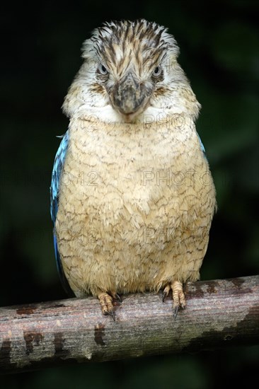 Blue-winged Kookaburra (Dacelo leachii) Blue-winged Kookaburra