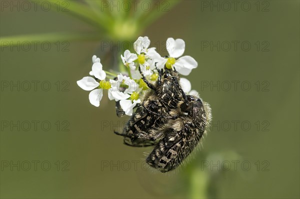 Mating of white spotted rose beetle (Oxythyrea funesta)