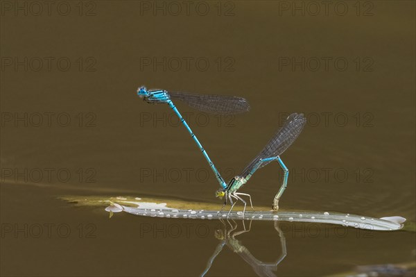 Azure damselflies (Coenagrion puella) laying eggs