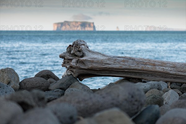 Driftwood log