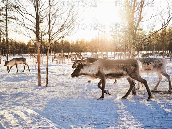 Reindeer (Rangifer tarandus) in the snow with sun