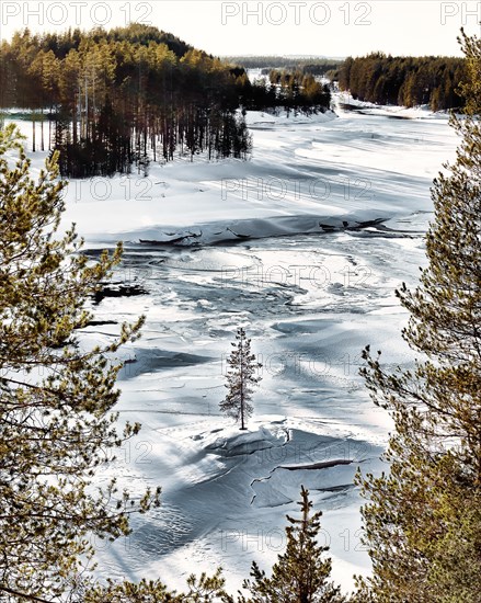 Pines in ice landscape