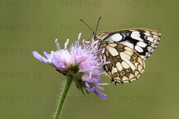 Marbled white (Melanargia galathea) on Field scabious (Knautia arvensis)