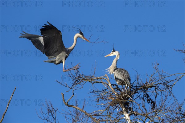 Grey heron (Ardea cinerea)