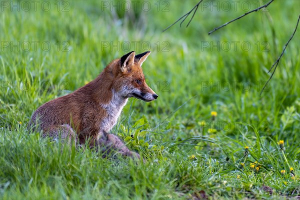 Red fox (Vulpes vulpes)