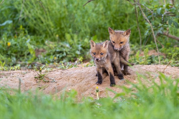 Red fox (Vulpes vulpes)