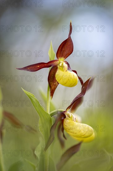 Yellow lady's slipper orchid (Cypripedium calceolus)