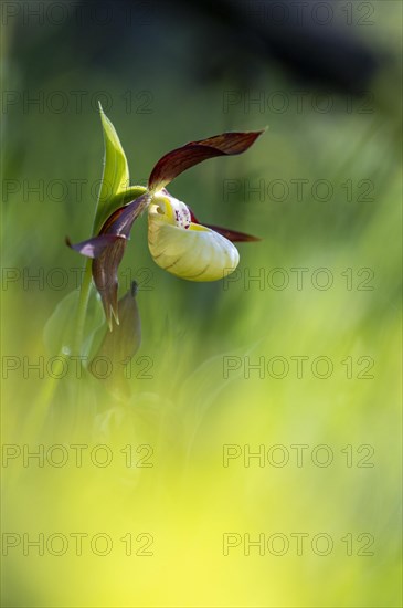 Yellow lady's slipper orchid (Cypripedium calceolus)