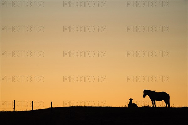 Silhouettes of Icelandic horses in a meadow