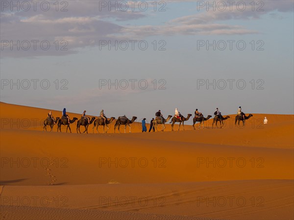 Tourists ride on Dromedary (Camelus dromedarius)