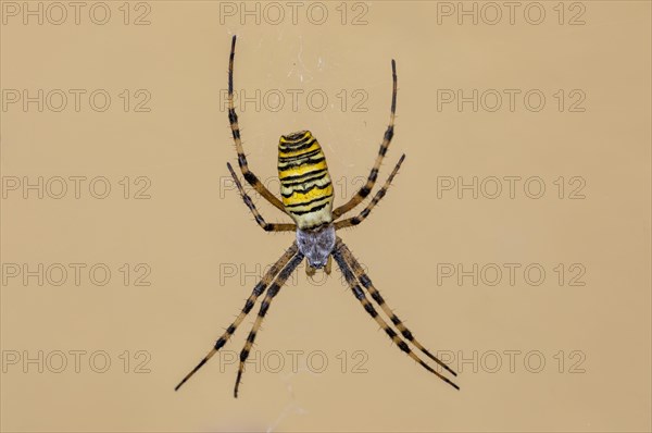 Wasp spider (Argiope bruennichi) in the garden