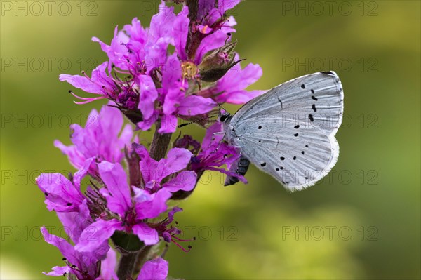 Holly Blue (Celastrina argiolus) on Purple loosestrife (Lythrum salicaria)