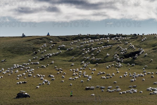 Domestic sheep (Ovis aries)